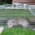 Tigerville Raccoon and Possum Control by Panther Pest Control LLC